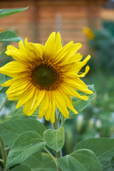 Sunflower natural background, Sunflower blooming, Sunflower oil improves skin health and promote cell regeneration, Thailand