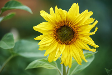 Sunflower natural background, Sunflower blooming, Sunflower oil improves skin health and promote cell regeneration, Thailand