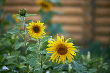 Sunflower natural background, Sunflower blooming, Sunflower oil improves skin health and promote...