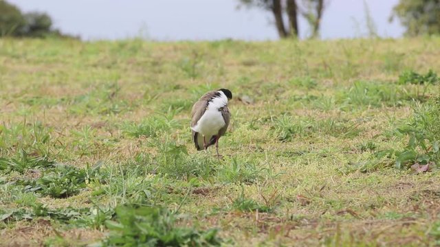 An Australian Masked Lapwing bird preening itself