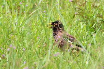 Bird in grass