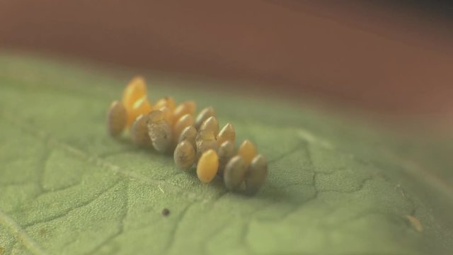 Ladybeetle eggs hatch 1317 4