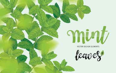 Green mint leaves on background template. Vector set of herbal element for advertising, packaging design, greeting card and fashion design.