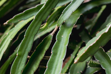 green dragon fruit tree on  climber planting   nature  background