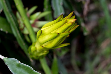 dragon fruit floral bud  on climber planting  tree  nature  background