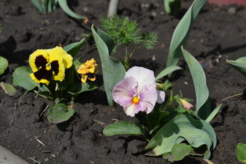 Bright multi-colored violet flowers annual