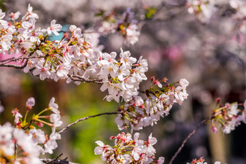目黒川に咲く満開の桜 / Cherry blossoms on the Meguro River in full bloom. Meguro, Tokyo, Japan.