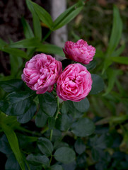 Art photo rose petals isolated on the natural blurred background. Closeup. For design, texture, background. Nature.