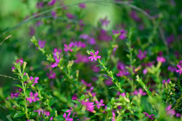 Many colorful leaves and flower in the garden That looks fresh and cool, beautiful nature