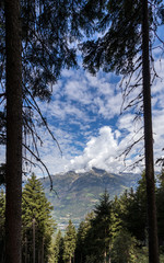 Blick zwischen zwei Bäumen hindurch auf die Gfallwand der Texelgruppe in Südtirol