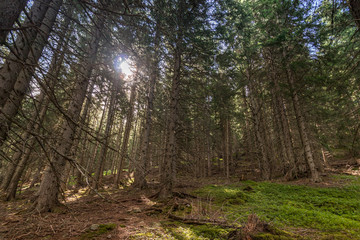Nadelwald, Fichten im Wald im Gegenlicht mit Mooswiese im Vordergrund
