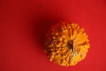 Pumpkins on a red background. Autumn harvest