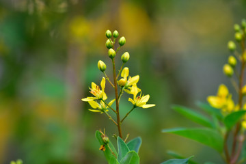 Many colorful leaves and flower in the garden That looks fresh and cool, beautiful nature