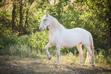 kr&auml;ftiges wei&szlig;es Pferd im Gr&uuml;nen, Seitenansicht