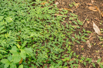 夏　日本　公園