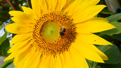 Obraz premium Bee and sunflower