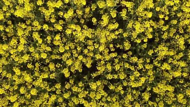 Lake Feringasee in Munich Germany with a drone made in 4k 30fps