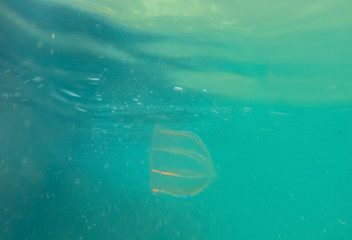 Small jellyfish in the black sea