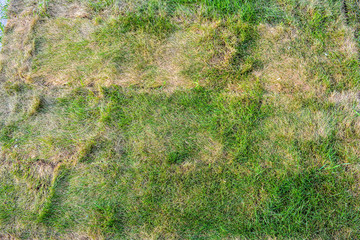 Texture of dying lawn with healthy green grass and dead dry grass - 286236447