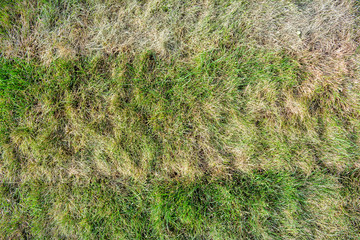 Texture of dying lawn with healthy green grass and dead dry grass