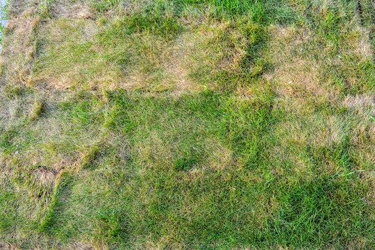 Texture Of Dying Lawn With Healthy Green Grass And Dead Dry Grass