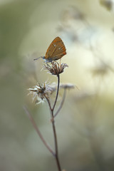Scarce copper, Lycaena virgaureae resting on owerblown plant