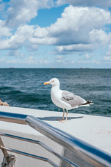 Seagull perched on a pier