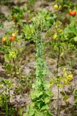 Flower buds of lettuce flower on a sprout on a field.
