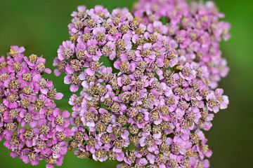 Pink yarrow flowers in macro detail.