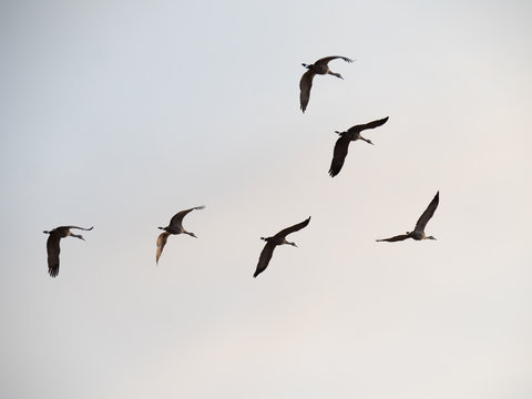 Six Sandhill Cranes in Flight