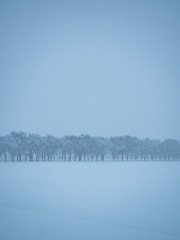 Snowy Winter Scene with Row of Trees