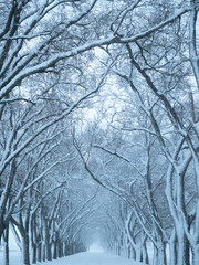Fototapeta premium Snowy Tree-Lined Lane