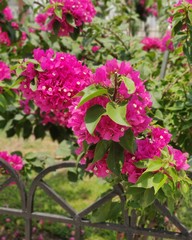 flowers in the garden