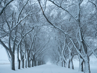 Winter Lane Lined with Snowy Trees