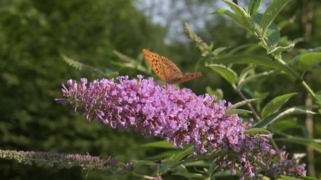 La danza della farfalla sul fiore