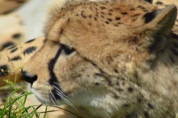 portrait of a leopard