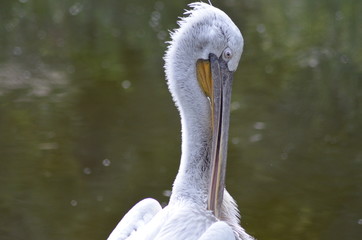 portrait of a pelican