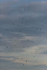 bird in sky