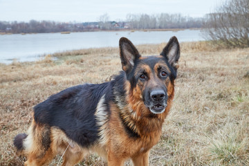 Dog German Shepherd outdoors in an autumn