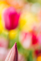 Beautiful tulips flower in tulip field in spring