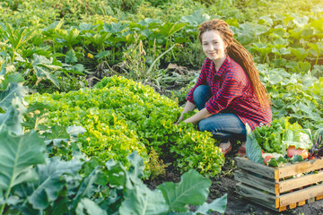 Naklejka na ściany i meble Young woman farmer agronomist collects fresh vegetables in the garden. Organic raw products grown on a home farm