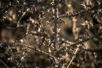 Fluffy flower dry thorny plants. Close-up. Madeira.