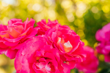 Background of roses buds