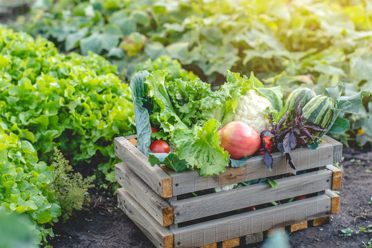 Box with fresh vegetables and green salad on a dark background. Organic raw products grown on the farm.