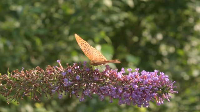 La danza della farfalla sul fiore