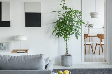 White industrial lamp on console table in bright living room interior with plants and grey...