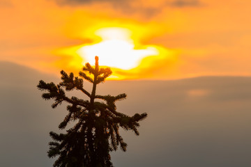Detail of pine trees in Sumava National Park at sunset, Czech republic