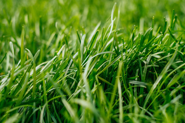 Green grass background