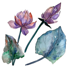 Lotus floral botanical flowers. Watercolor background illustration set. Isolated lotus illustration element.