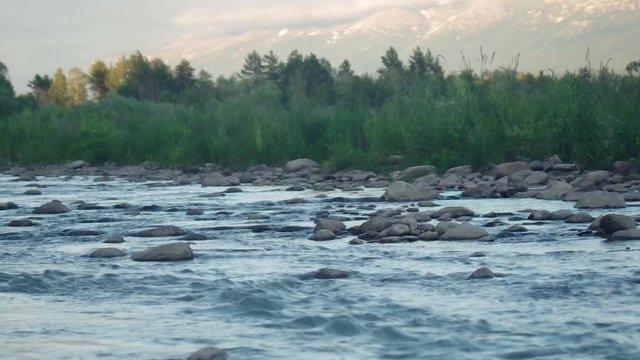 Fast Mountain River Stream Flowing Over Rock Boulders with Blurred Background of Evergreen Forest and Mountain Ridge with Snow Caps and Clouds on a Summer Evening. Altai Mountains, Kazakhstan.